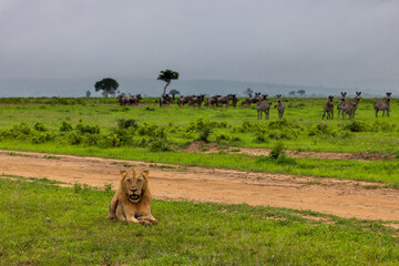 A lion rests near a dirt road, with zebras and wildebeest in the distance.