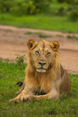 Close-up of a lion with a golden mane resting in lush green grass.