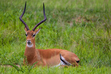 Impala with impressive horns resting in lush green grass.
