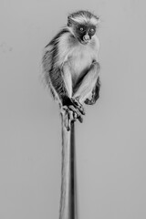 A black and white image of a Red Colobus monkey sitting on a pole.