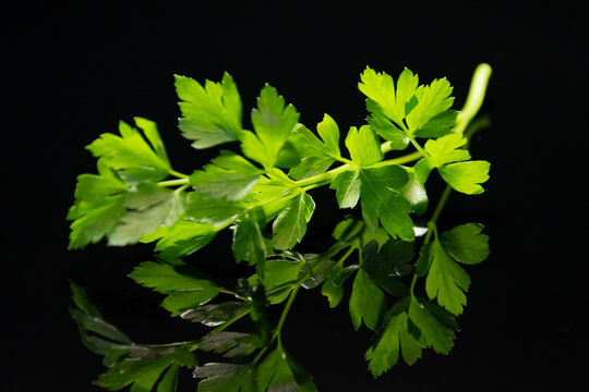 Fresh green parsley lies on a glossy black surface.