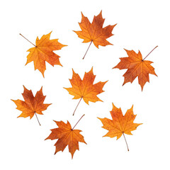 Fototapeta premium Seven Orange Maple Leaves Arranged In A Circle With Transparent Background
