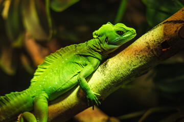 Bright green lizard resting on a tree branch in tropical jungle with detailed scales and warm light