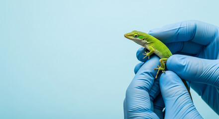 Scientist or veterinarian holding a small green lizard anole in hands wearing blue medical gloves, research concept