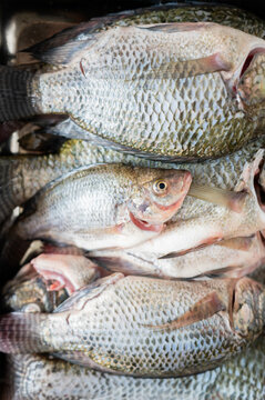 Fresh mojarra fish ready for cooking