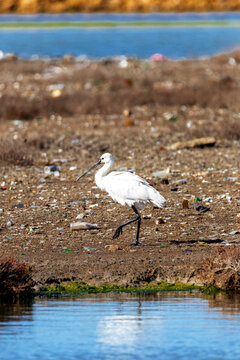 Entre basura y escombro va esta Esp&aacute;tula com&uacute;n (Platalea leucorodia)