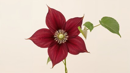 A red flower with green leaves and a white center, isolated on a light background.