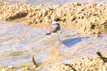 Chorlitejo grande "Charadrius hiaticula" en la laguna 