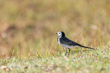 Como un centinela la hermosa Lavandera blanca (Motacilla alba)