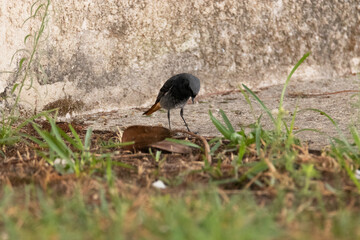 Colirrojo tizón macho "Phoenicurus ochruros" merodeando por el pueblo