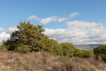 Lindas vistas desde el pinar en un día con nubes