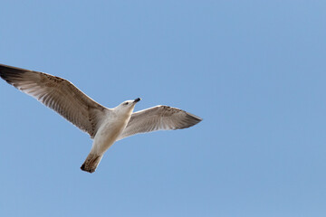 Una linda gaviota en pleno vuelo