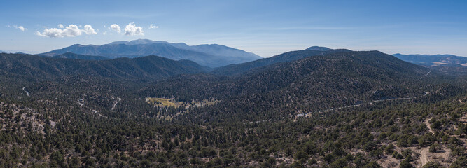 Road Through Pine Forest in San Bernadino Mountains