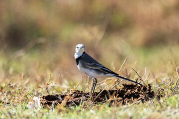 La mirada de una Lavandera blanca (Motacilla alba) 
