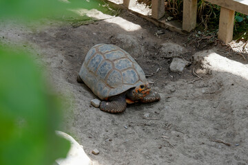 Obraz premium Tortuga mirando hacia arriba