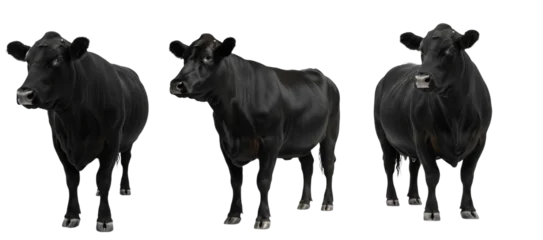 Fototapete Rund Kuh Angus cow isolated on white background, solid black beef cattle portrait, farm livestock animal standing, purebred Angus breed cutout, premium quality cow image for agriculture and ranch use  © Logay