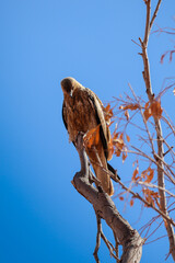 Majestic Brown eagle Perched Against Clear Blue Sky
