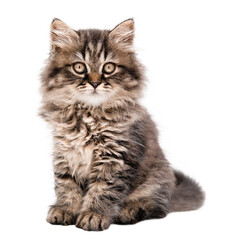 cute brown fluffy kitten isolate on white background