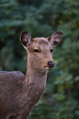Fototapeta premium Close-up Portrait of Wild Sika Deer on Miyajima Island, Japan