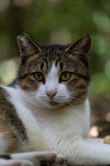 Fototapeta premium Close-up Portrait of Tabby and White Cat with Striking Green Eyes