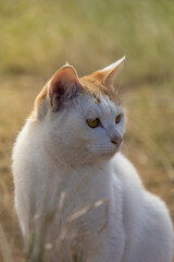 White and Ginger Cat Portrait in Golden Hour Light