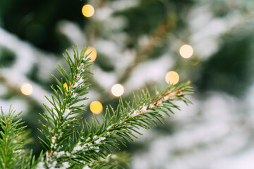 Snow-dusted evergreen branch with festive lights in winter setting. Festive composition, mockup for a New Year's card