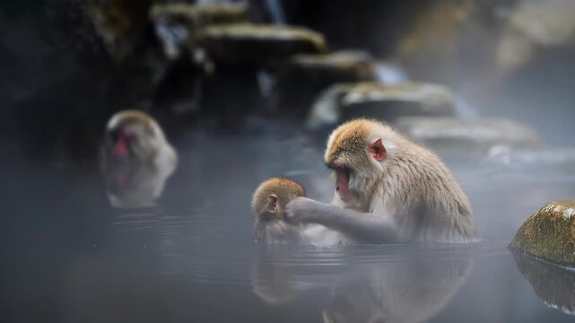 A snow monkey mother gently grooms her baby while bathing together in a steamy natural hot spring, showcasing a tender moment of wild animal care.