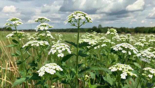 Nature 4K Ultra HD ultra high definition 3840x2160 UHD footage of the Achillea millefolium common yarrow herbal plant gently swaying in the wind in an outdoor field