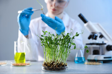 GMO concept. Scientist working with sample of microgreens at table, selective focus