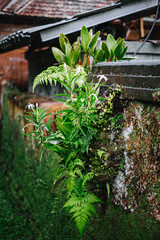 Green plants growing on mossy wall under rainy tiled roof