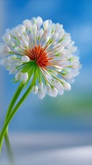 A close-up, detailed view of a single, delicate white flower with an orange center, its petals unfurling against a soft, blurred blue and green background. The