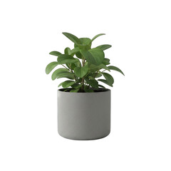 A Vibrant Green Potted Plant with Lush Leaves in a Speckled Gray Cylinder Pot Isolated on a Transparent Background with Studio Lighting