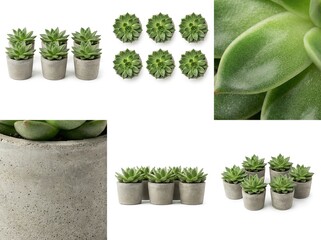 Various green succulent plants in concrete pots on a clean white background