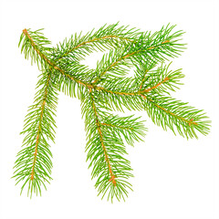 Colorful Christmas green spruce branch isolated on white background