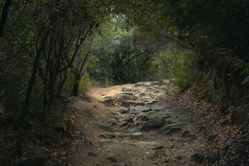 Rocky forest path surrounded by green trees in Sardinia, Italy. Peaceful nature scene with soft light and earthy tones. 