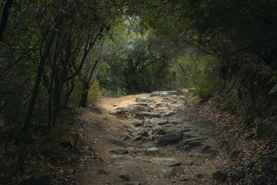 Rocky forest path surrounded by green trees in Sardinia, Italy. Peaceful nature scene with soft light and earthy tones. 