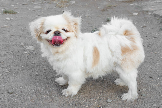 A cute white Pekingese dog