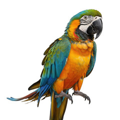 Fototapeta premium Blue and Yellow Macaw Parrot Perched on a Branch Isolated on Black Background Vivid Colors Detailed Feather Texture Realistic Avian Portrait