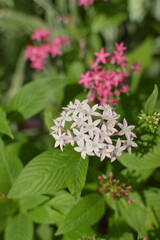 Close up of soft pink flowers surrounded by lush green leaves, captured outdoors with natural light and gentle background blur.