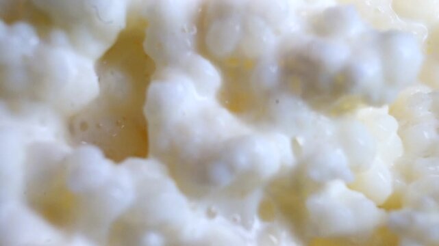 Macro video of stirring milk kefir grains with a black spoon. Probiotic fermentation texture close up.