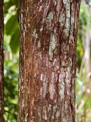 close up texture of ironwood bark