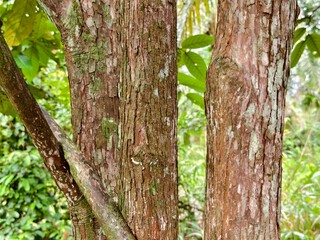 Obraz premium close up texture of ironwood bark 