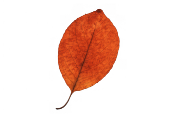 Autumn leaf displaying vibrant orange and brown fall colors with a textured surface, isolated on a transparent background