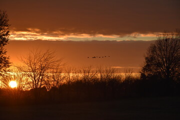 Obraz premium Flock of Geese in a Sunset