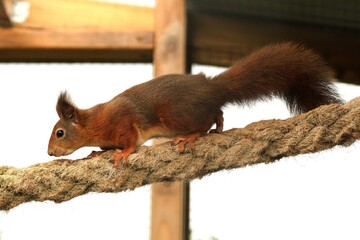 A Curious Red Squirrel Crossing a Rope, Its Fluffy Tail Swaying Behind