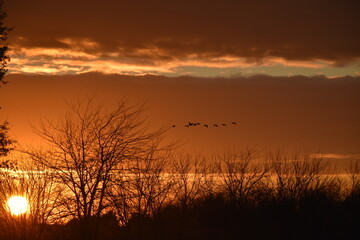 Flock of Geese in a Sunset Sky