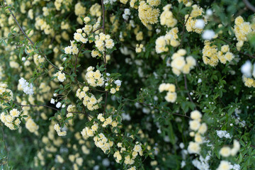 White Banksia Roses in Spring Light②