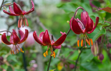 T&uuml;rkenbund-Lilie (Lilium martagon)