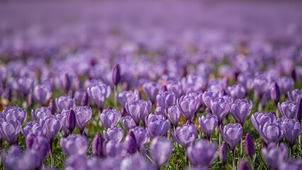Obraz premium Purple crocus flowers blooming in a field, creating a vibrant and colorful scene.