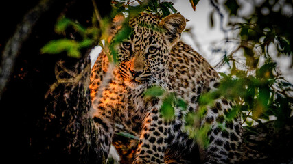 jaguar in zoo © Sig